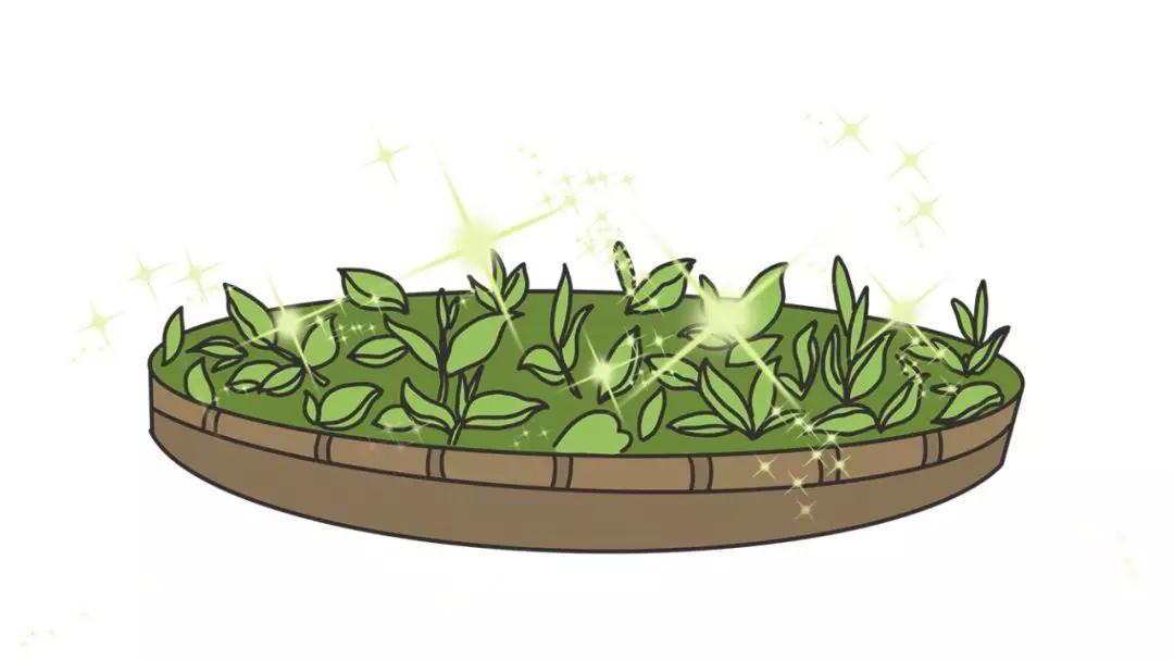 台湾宝岛茶,台湾最好的茶是哪个