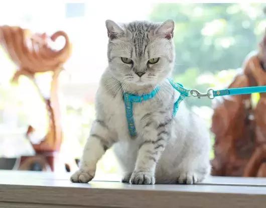 溜猫的正确姿势技能包，铲屎官们还不快来领取吗？