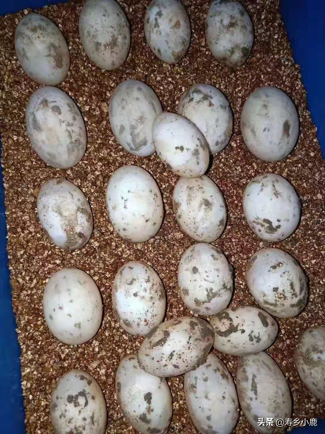 亚洲巨龟蛋孵化时间,亚巨龟怎么孵化