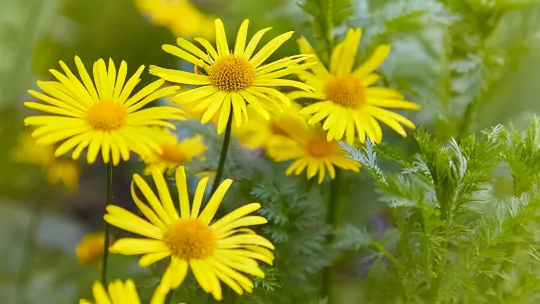 白癜风是怎么引起的怎么去除,白癜风白斑是什么引起的