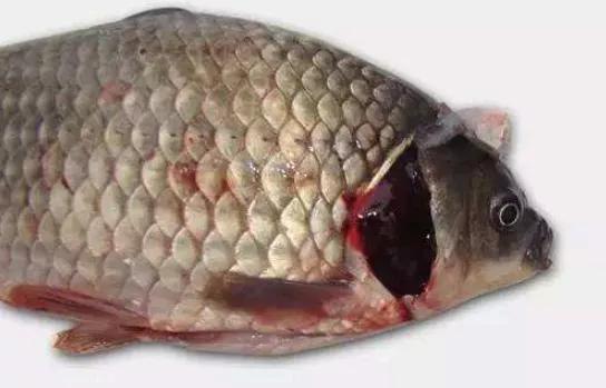 鲫鱼鳃出血能用石灰吗,鲫鱼鳃出血病如何有效预防