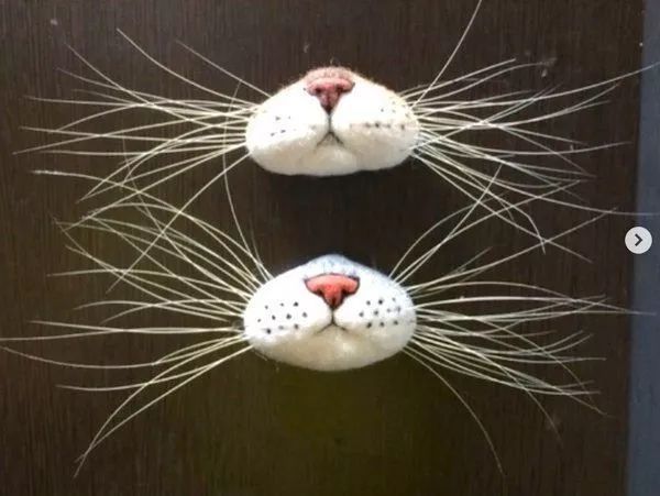 捡到猫胡子会带来好运吗,捡到猫的胡子真的会有好运吗