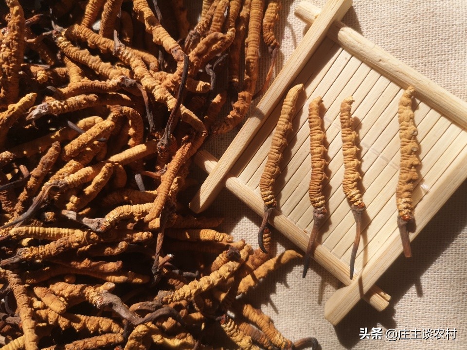 世界上最贵的几种食材有哪些,世界上最贵最顶级的食材