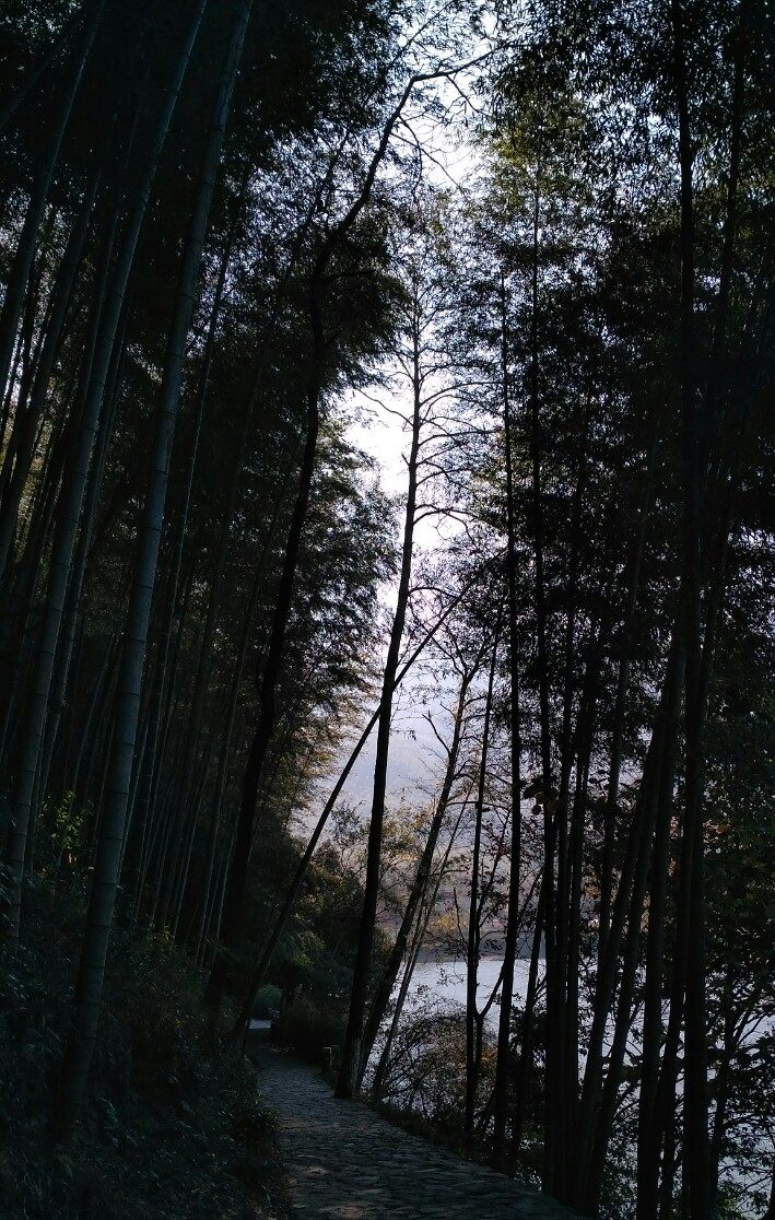 风景秀丽的宜兴竹海,漫步竹林呼吸大自然的清新