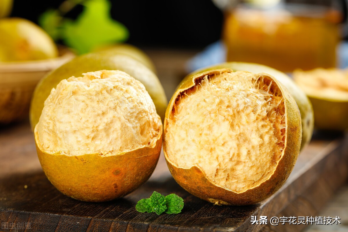 罗汉果来花少,促花保果做对了吗