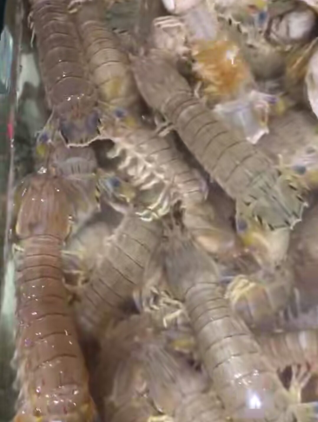 虾爬子多了应该怎么做合适,虾爬子的正确打开方式