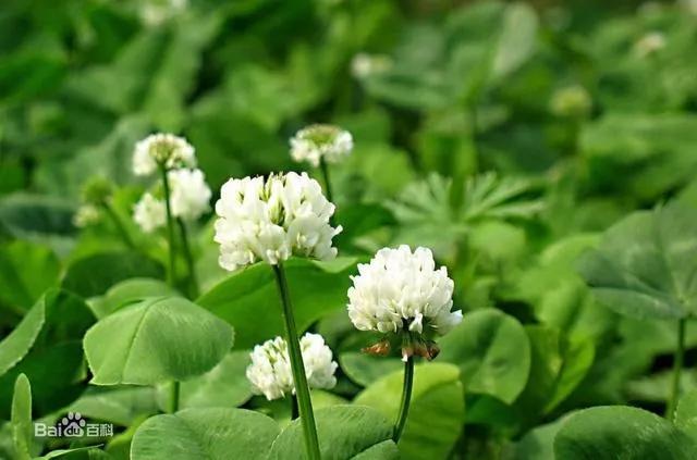 白花三叶草治什么病,白花三叶草怎么清除