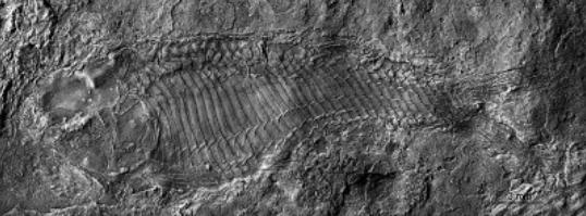 史前电鳗能放出多少电,为什么说电鳗灭绝了