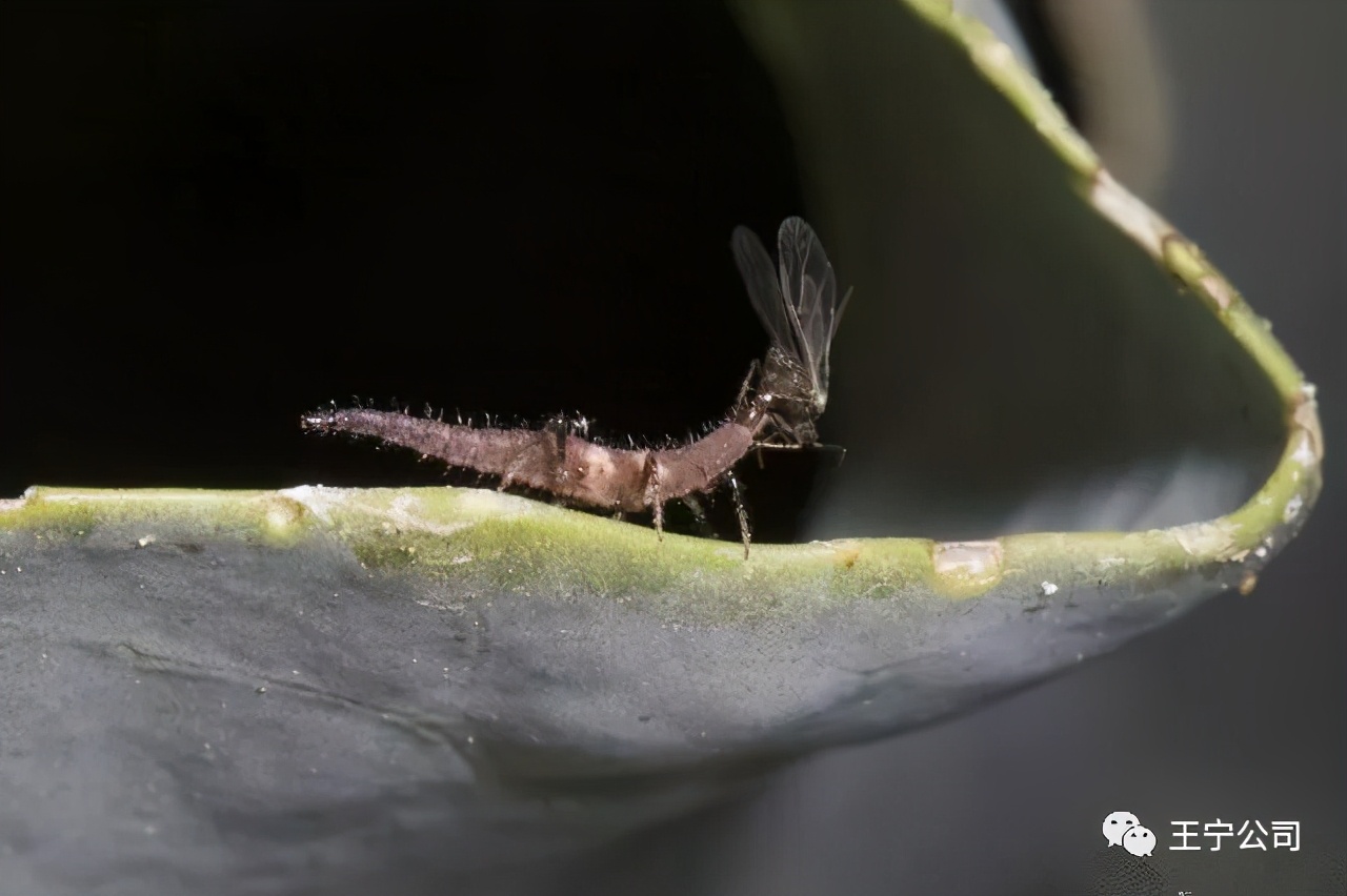 玉米上的虫害打什么药,玉米虫害防治口诀谚语