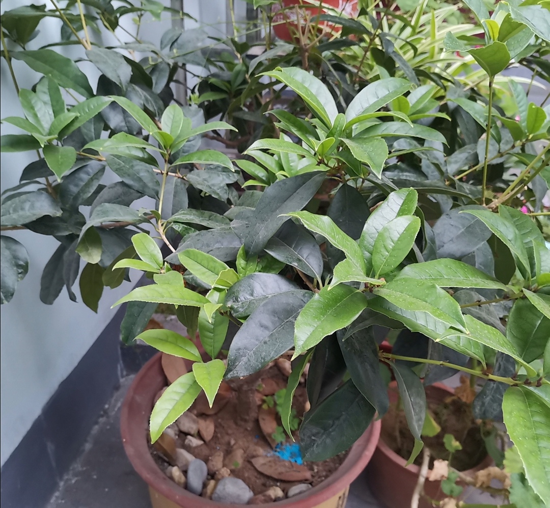 养桂花为什么不能用营养土,养桂花散射光照可以吗