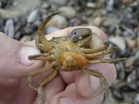 深秋螃蟹,深秋螃蟹肥