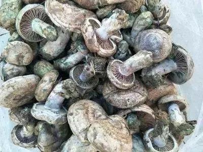 重上匡山拾枞树菇香噗噗大别山珍宝