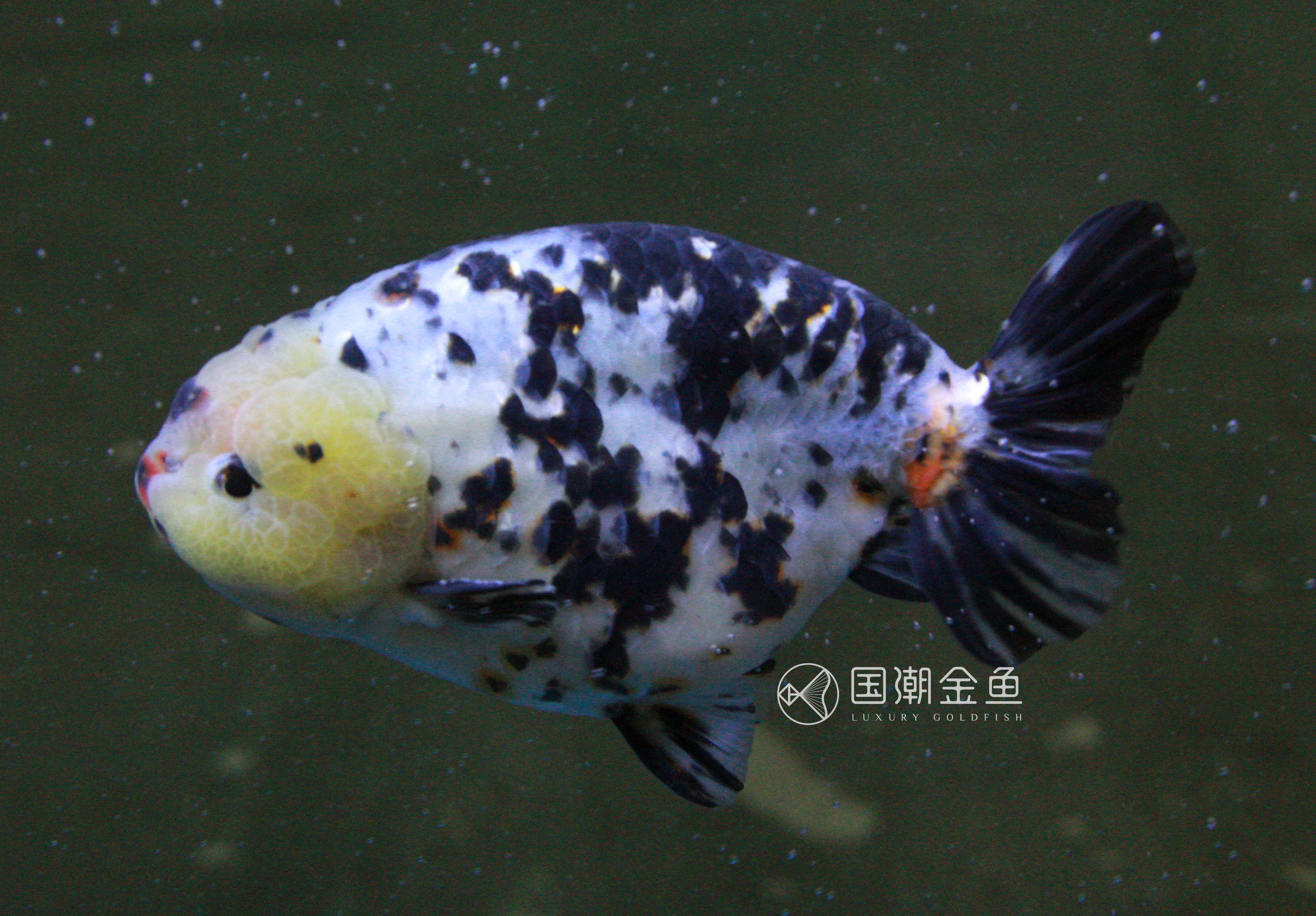 潘国诚谈养金鱼,福州潘国诚金鱼