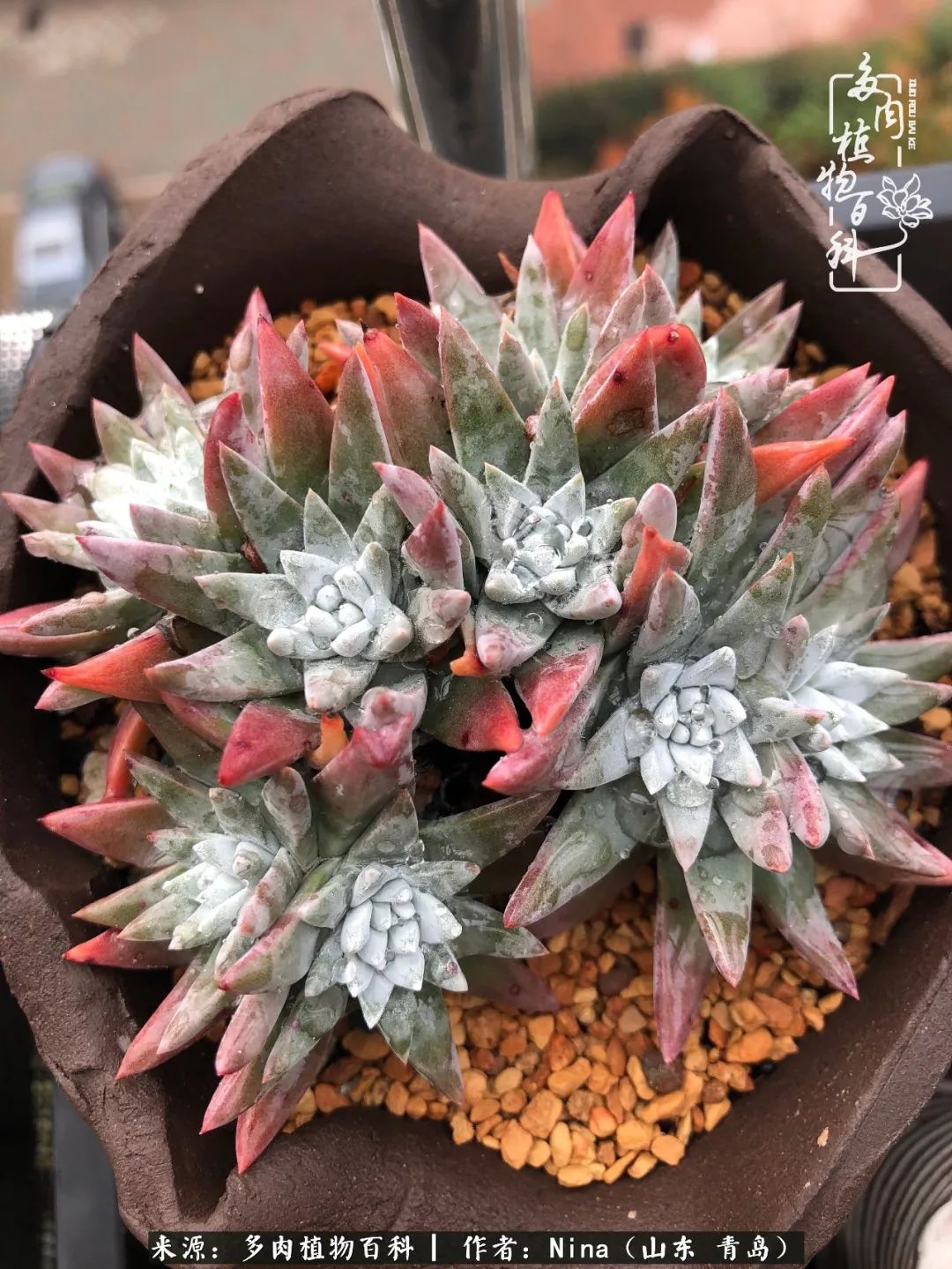 面对残酷的现实，是多肉治愈了我迷茫的未来