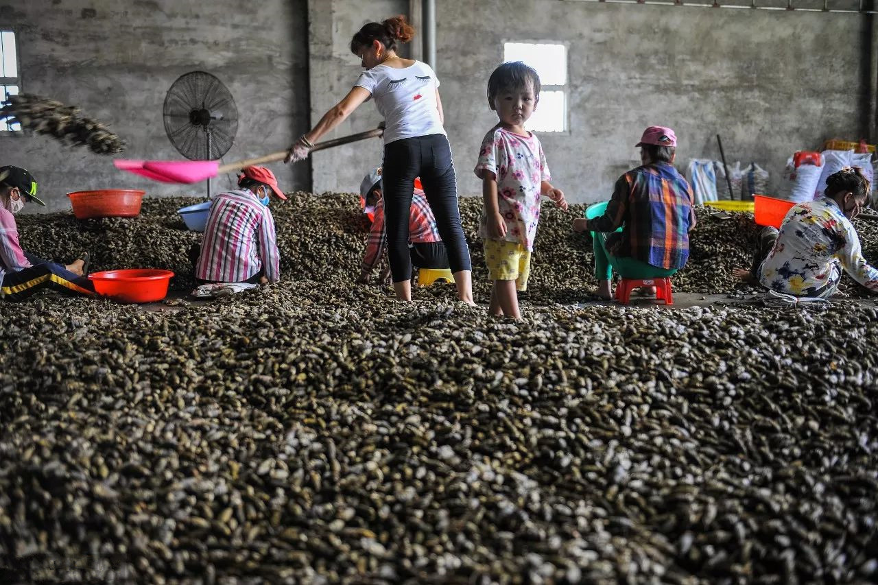 槟榔属于软性毒品吗,槟榔的危机有多大