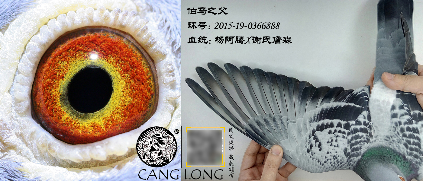 刚抓来的成年伯劳该怎么饲养,初养伯劳鸟的饲养方法