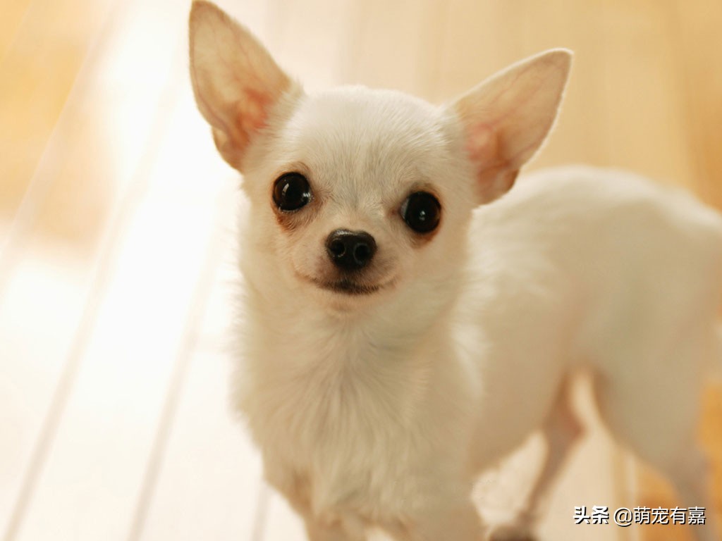 关于狗狗警惕性的冷知识,关于狗狗的十条冷知识