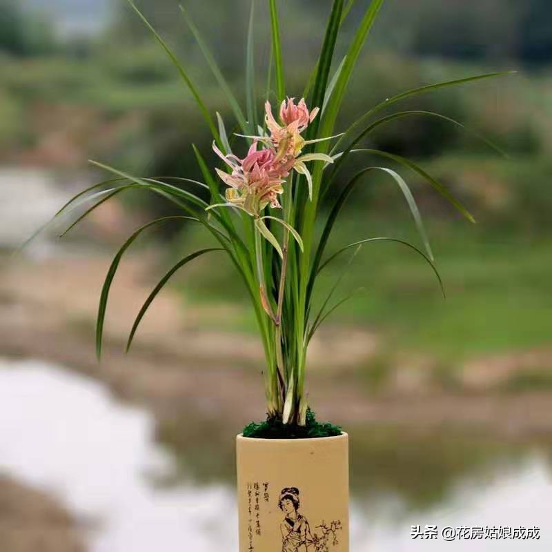 兰花换盆用什么土比较好,兰花换盆用的土怎么配