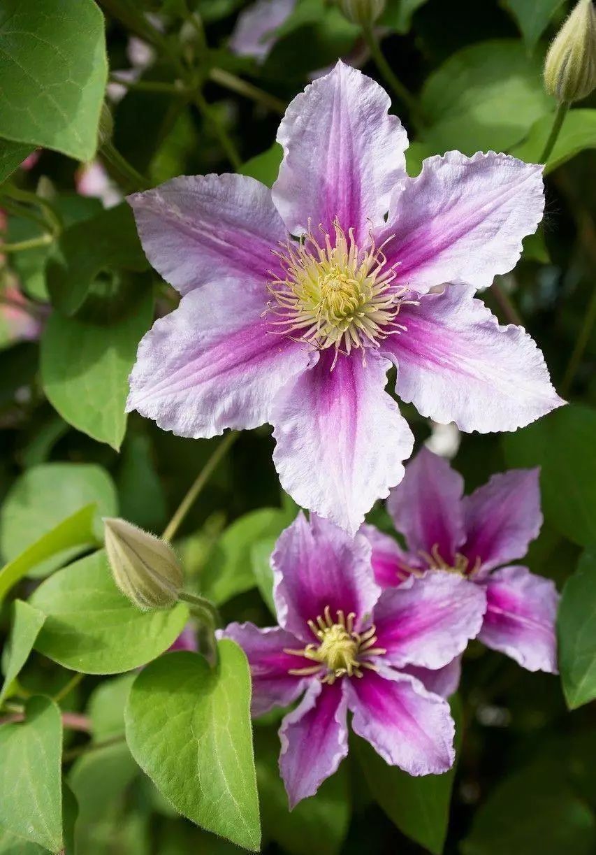 铁线莲病虫害及解决方法,铁线莲耷拉头是什么病虫害