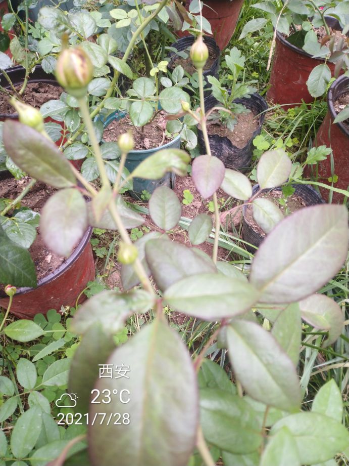 艾弗的玫瑰月季,艾弗的玫瑰月季红色