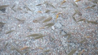 揭阳普宁盘龙湾温泉,普宁盘龙湾温泉度假村山泉水乐园