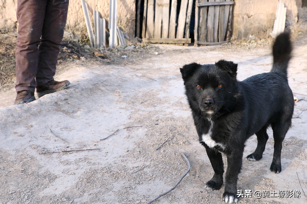 大叔在山上养小型凶猛土狗看家,农村大叔养十几条狗