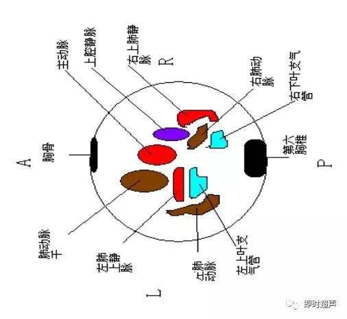胎儿心脏三种血管关系模式图,25周的胎儿心脏弓切面多少正常