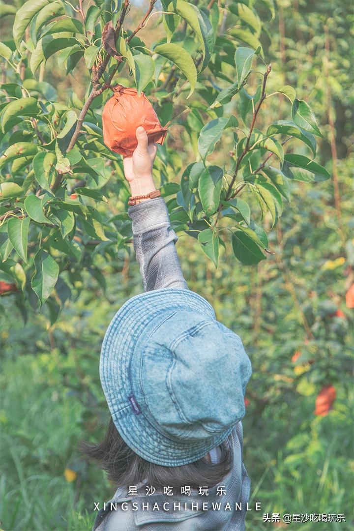 长沙小水果之乡,湖南长沙宝藏打卡地