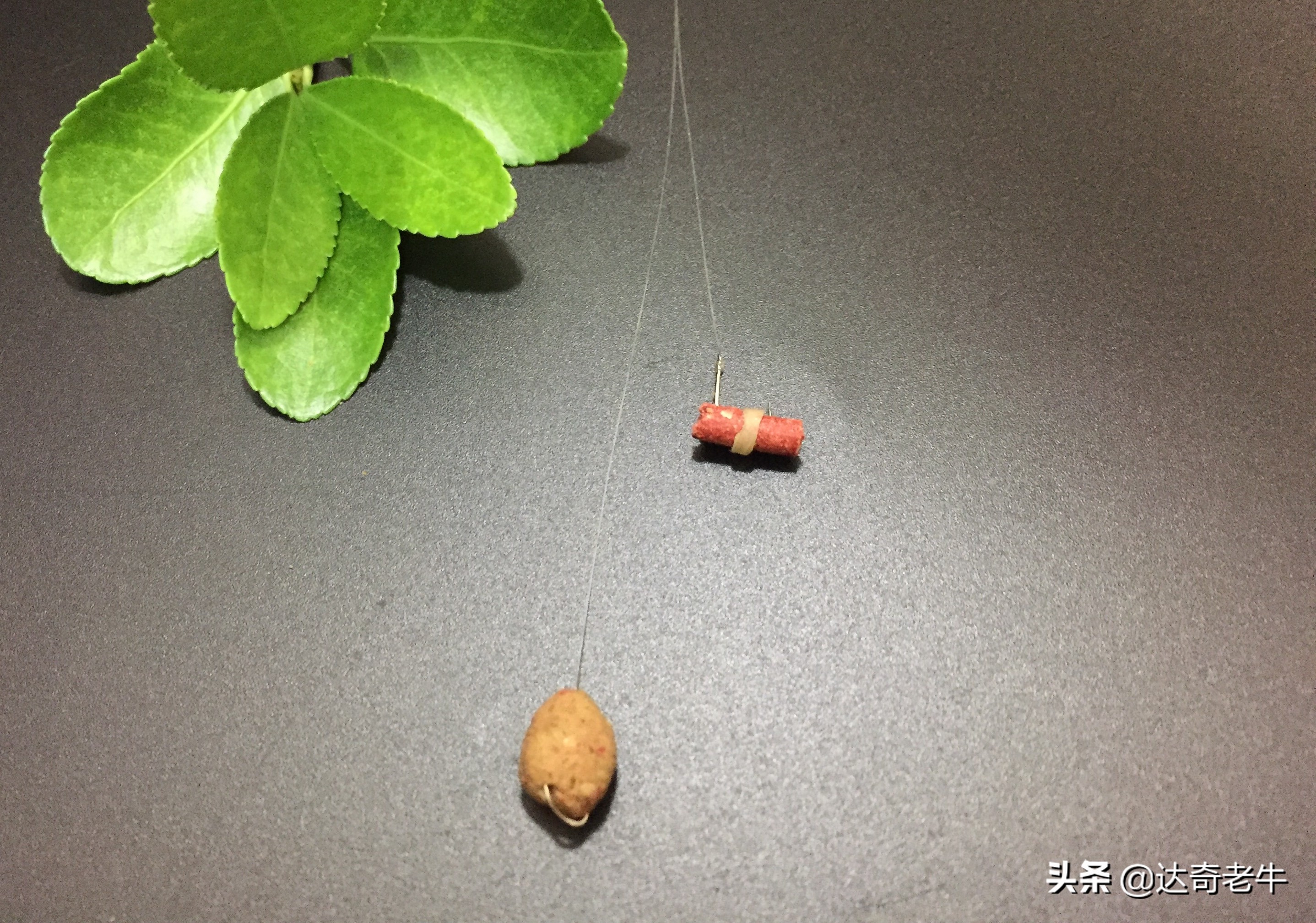 红虫颗粒钓鲤鱼用法,红虫颗粒钓鲫鱼效果怎么样