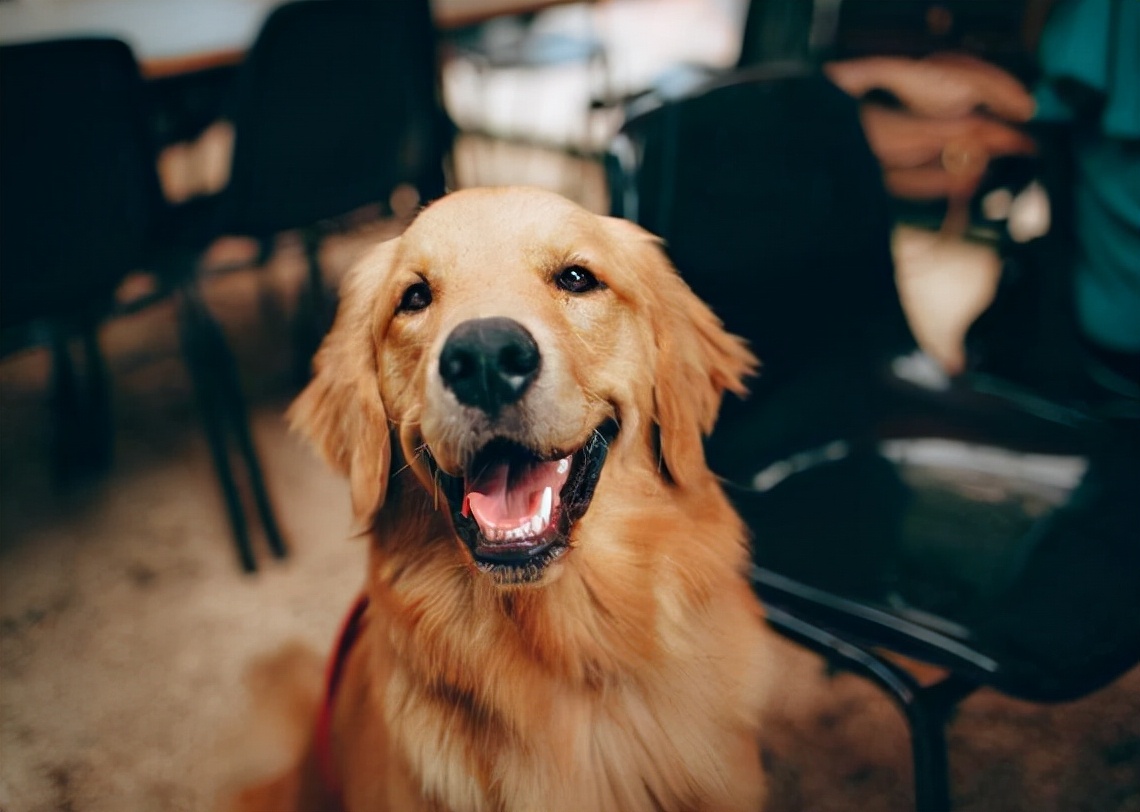 女生真的更喜欢大型犬吗,大型犬为什么会咬人