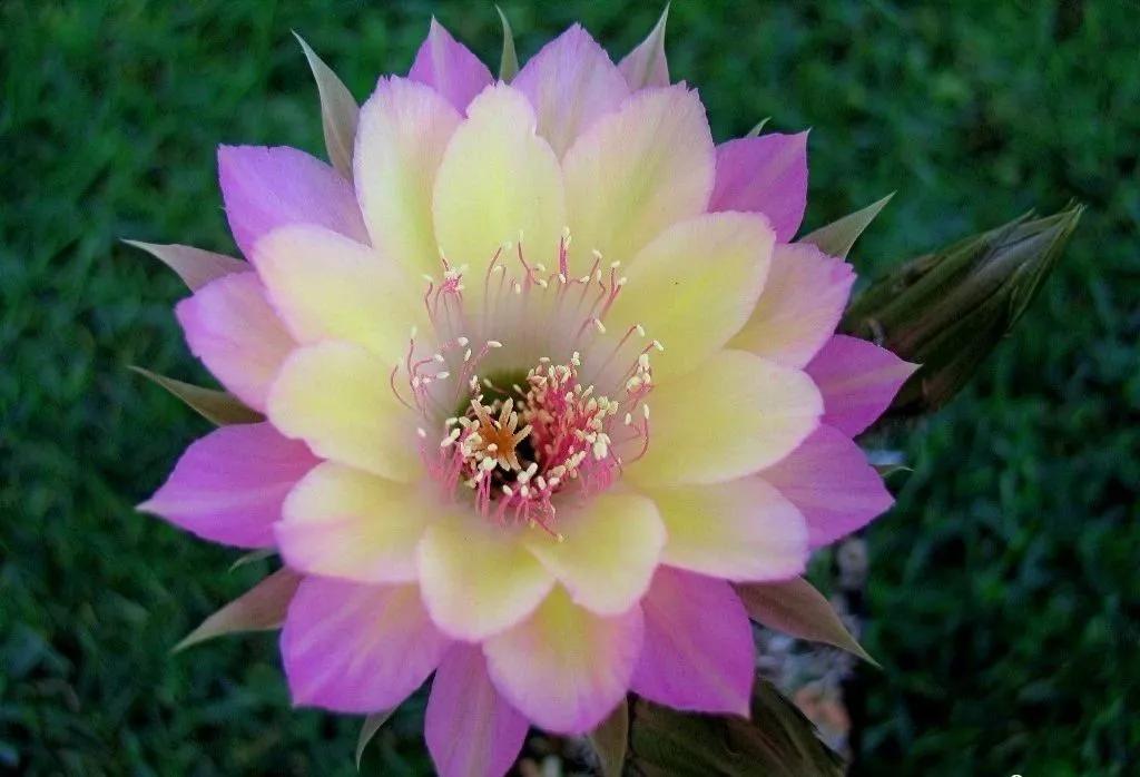 100种仙人球花图片,100种仙人球的品种视频