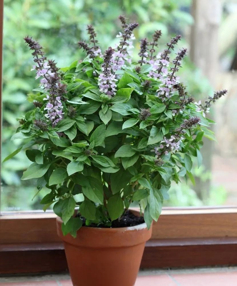 盆栽植物僵苗怎么了,养的植物总是僵苗