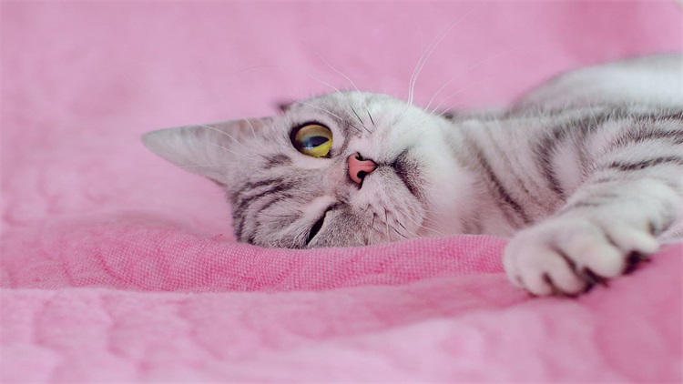 一个小方法，治好猫咪的抑郁症