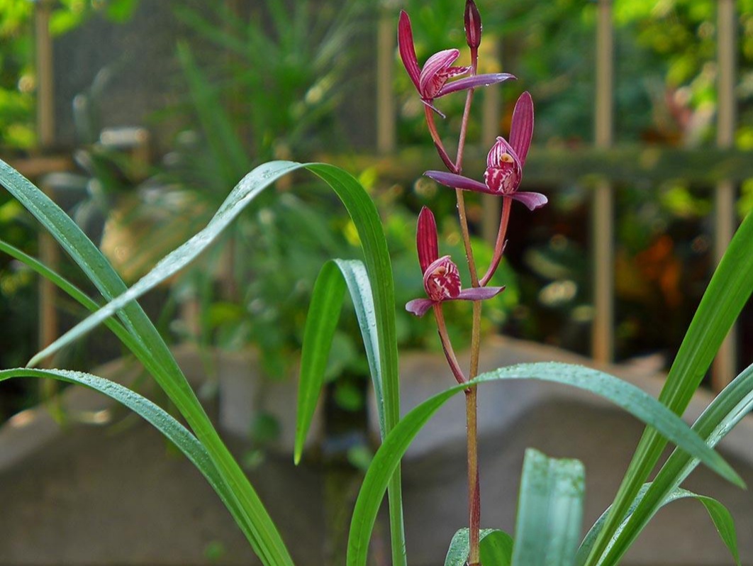 建兰墨宝怎么养,建兰墨宝如何养殖