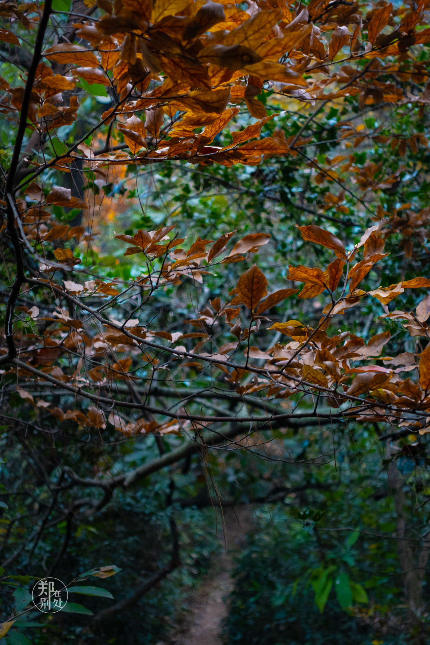 杭州登山徒步经典路线图最新,杭州登山路线