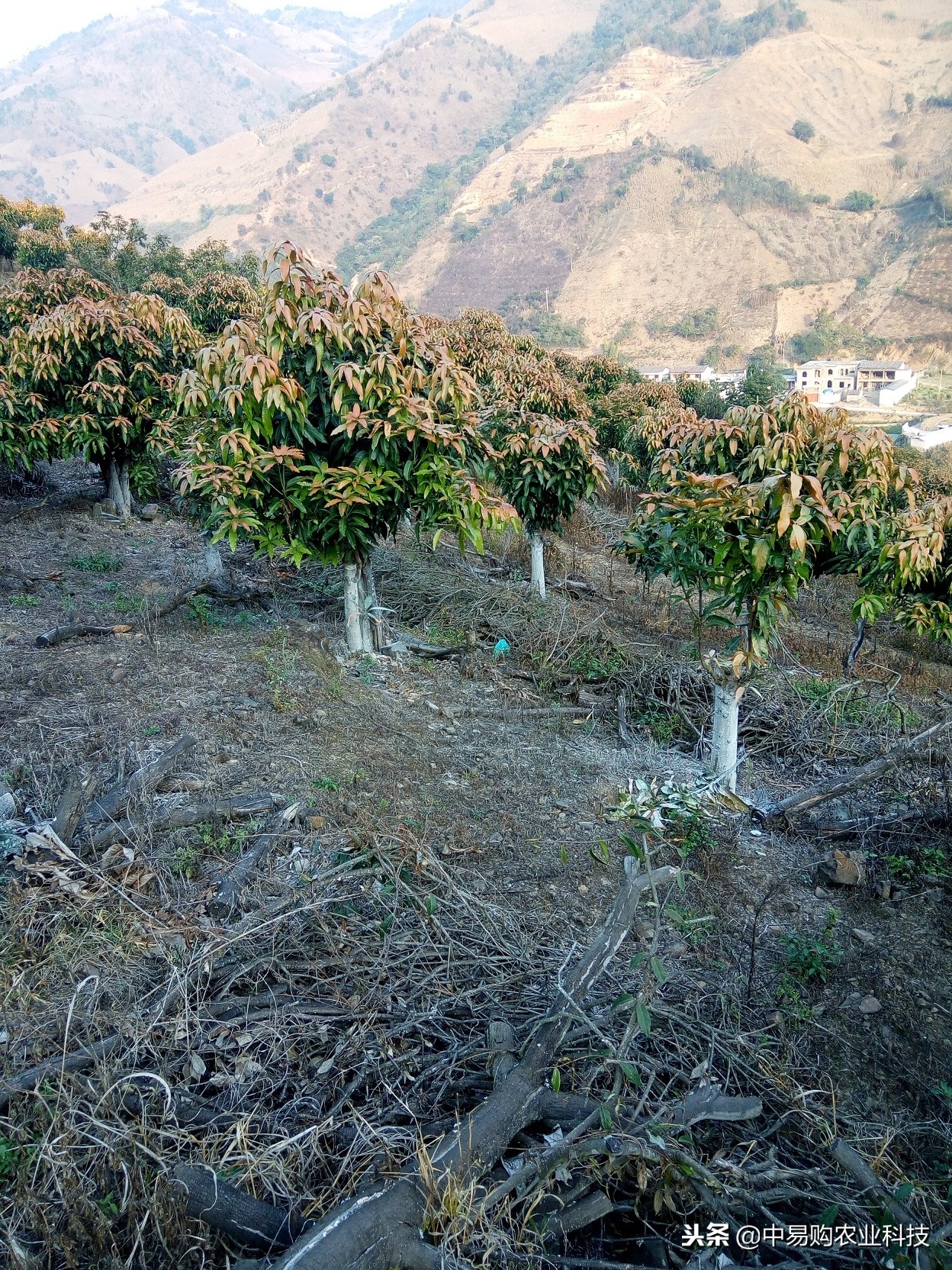 芒果树防霜冻最好的技术,芒果苗受冻表现
