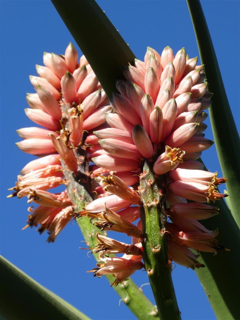芦荟盆栽长得太高怎么办,冬天怎样快速生长芦荟