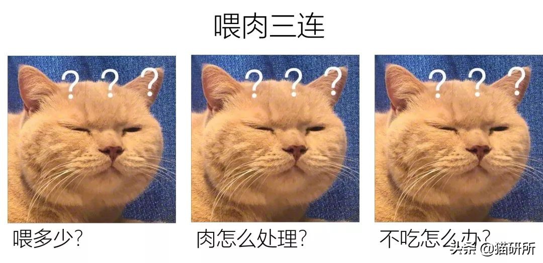 生肉如何处理喂猫,幼猫喂生肉的正确方法