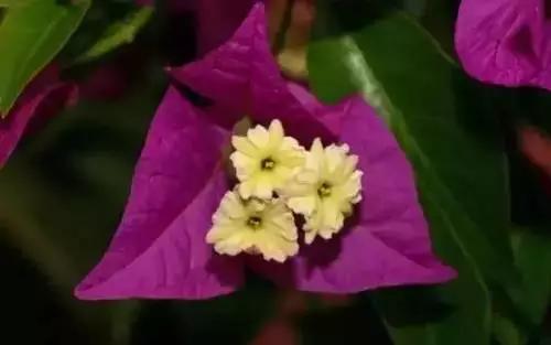 中国各市的市花,全国56个城市市花一览