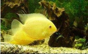 金菠萝鱼为什么这么贵,金菠萝鱼好吃吗