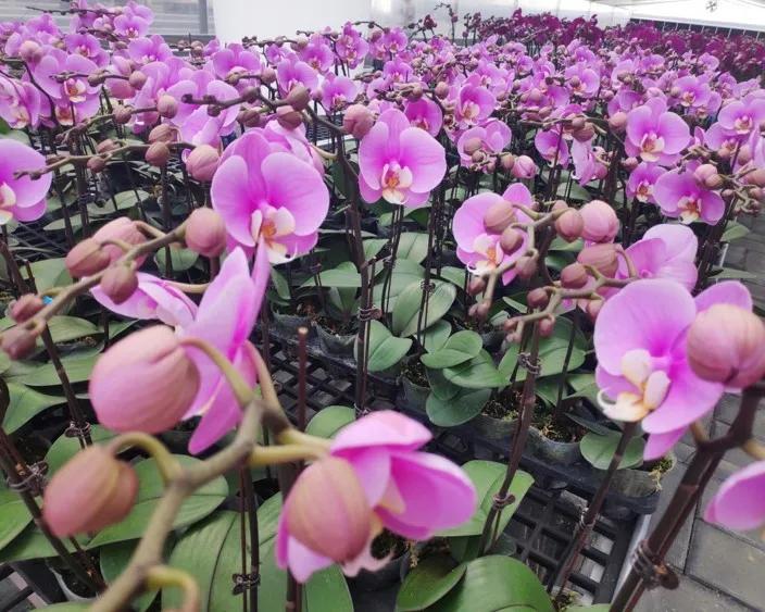 集美的郁金香花海,集美的花卉世界