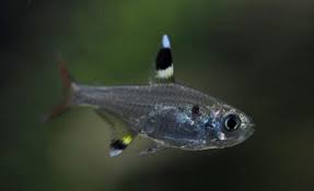 草缸灯鱼专用灯,草缸专用灯防太阳