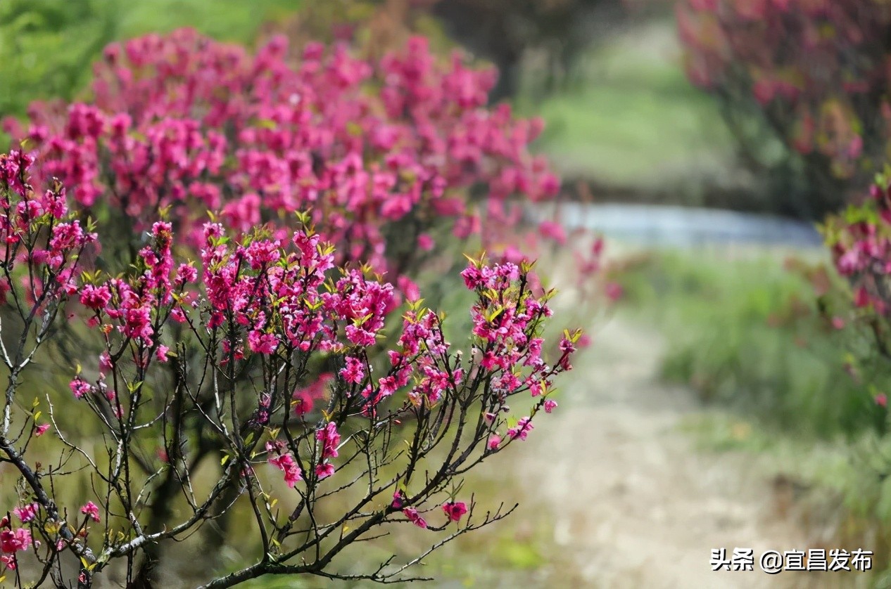 2021宜昌春季休闲农业精品线路公布！