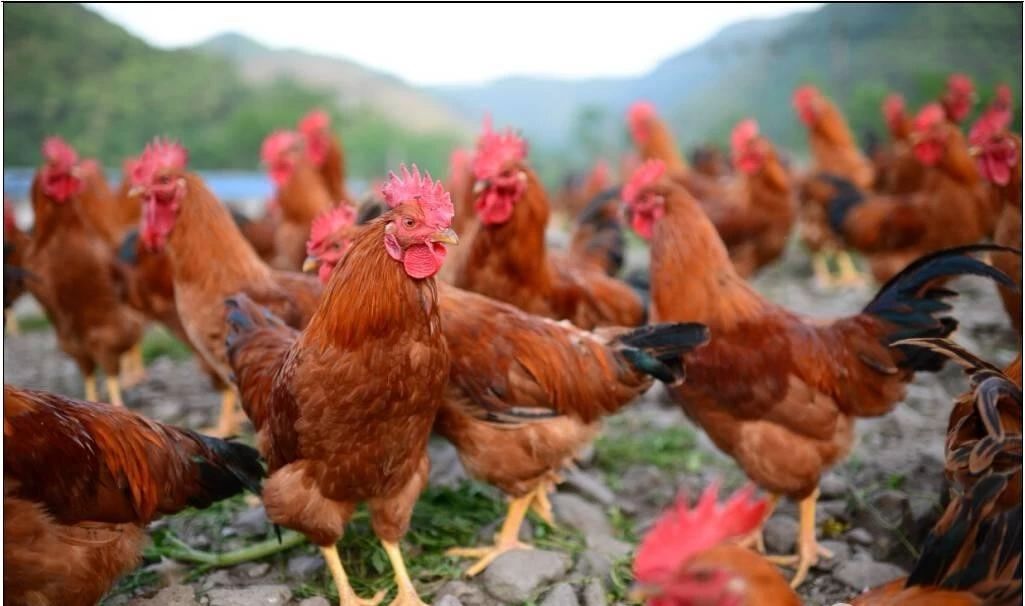 农牧板块最新预期,农业养殖板块后市分析