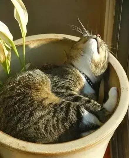 网友哭了：抓破沙发、抓坏窗帘，猫咪为什么那么喜欢到处磨爪子？