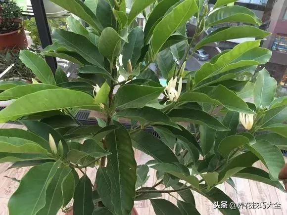 香味最好闻的十种花,一年四季都能闻到香味的四种花