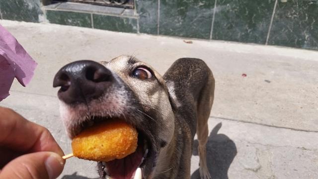 狗狗便秘了如何帮助狗狗排便,狗狗便秘怎么让狗狗排出粪便