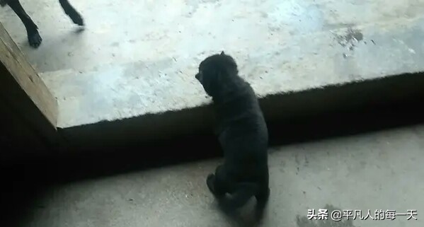 在农村养狗下狗崽卖能不能挣到钱？听听小伙子的看法