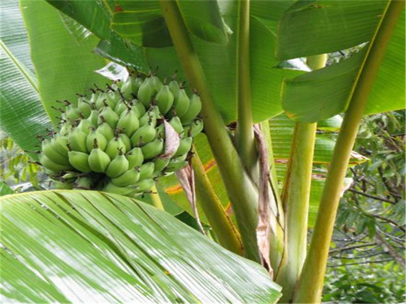 香蕉抽蕾受冻害什么症状,香蕉霜冻后处理方法