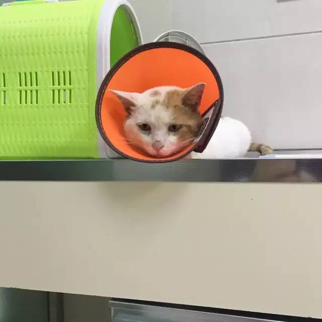 她救下一只得皮肤病脾气巨差的猫咪，花了两个月变身软萌美喵